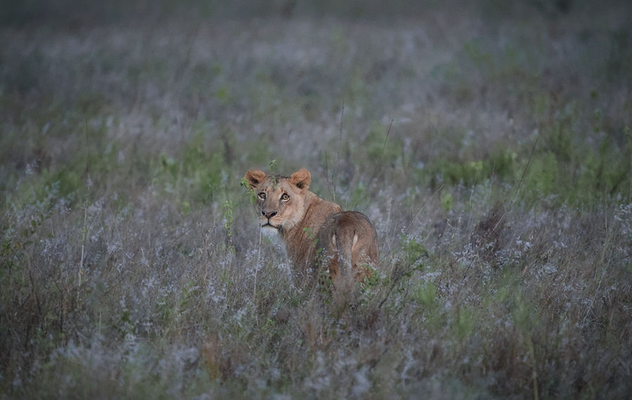 Lion of Nairobi